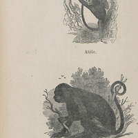 L'atèle et le sapajou