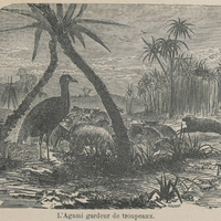 L'agami gardeur de troupeaux
