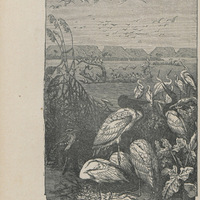 Héons et cigognes