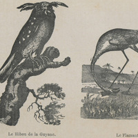 Le hibou de la Guyane et le flamant