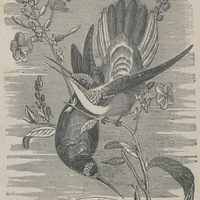Colibris ou oiseaux-mouches