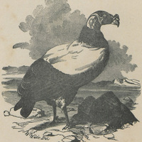 Le vautour
