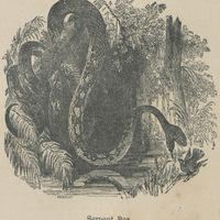 Serpent Boa