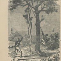 La chasse au Boa