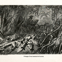 Présage d'une invasion de fourmis