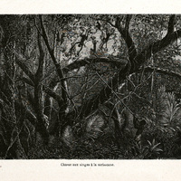 Chasse aux singes à la sarbacanne