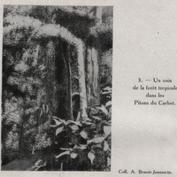 Un coin de la forêt tropicale dans les Pitons du Carbet