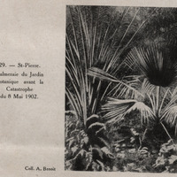 Saint-Pierre. Palmeraie du Jardin Botanique avant la catastrophe du 8 mai 1902