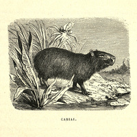 Cabiai