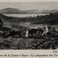 Culture de la canne à sucre. La préparation des terres à planter