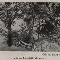 Cueillette du cacao