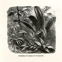 Orchidées du bassin de l'Amazone