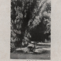 Fort-de-France . Les bambous du Pont Duchamp sur la route de Saint-Joseph