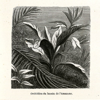 Orchidées du bassin de l'Amazone