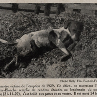 Première victime de l'éruption de 1929. Ce chien, en traversant l'embouchure de la Rivière-Blanche…