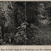 Halte dans la forêt vierge de la Martinique par des contemporains