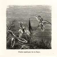Plantes aquatiques du rio Negro