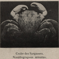Crabe des Sargasses. Nautilus minutus.