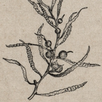 Les Sargasses. Sargassum bacciferum Ag.