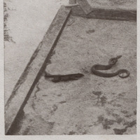Le combat de la mangouste et du serpent