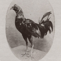 Un « cock game »