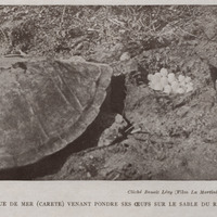Tortue de mer ( carete ) venant pondre ses oeufs sur le sable du rivage ( Film La Martinique )