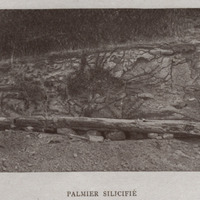 Palmier silicifié