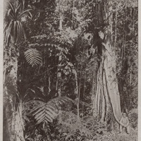 Lianes et orchidées de la forêt martiniquaise