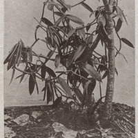 Liane de vanille sur pignon d'Inde . Gravure extraite des plantes utiles des pays chauds, Librairie…