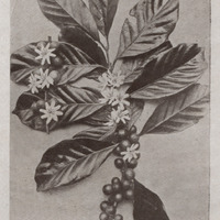 Le café Libéria, fleurs et fruits