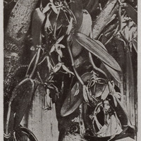 Floraison et fructification de la vanille . Gravure extraite des Plantes utiles des pays chauds,…
