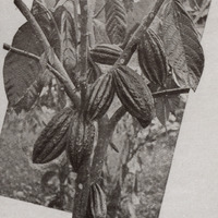Fructification du cacaoyer . Gravure extraite des Plantes utiles des pays chauds, Librairie Larose