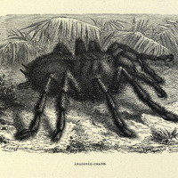 Araignée-crabe