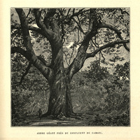 Arbre géant près du confluent du Camopi