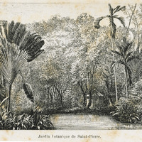 Jardin botanique de Saint Pierre