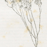 Plan de Manioc