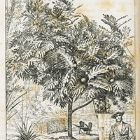 Arbre à pain