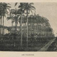 Les Palmistes