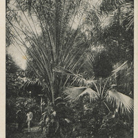 La végétation de Guyane