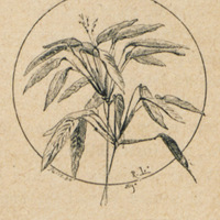 L'arouma