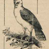 Harpia ferox