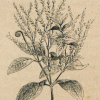 L'ourari
