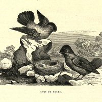 Coqs de roche