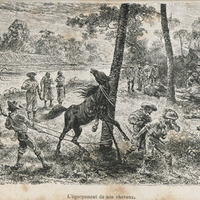 L'égorgement de nos chevaux