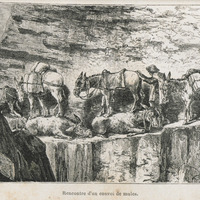 Rencontre d'un convoi de mules