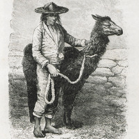 Conducteur de lama
