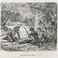 Extraction du cipoi
