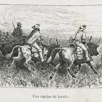Une équipe de boeufs