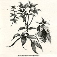 Flore du bassin de l'Amazone