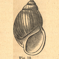 Fig. 10.— Le Bulimus oblongus, Müll., diminué de moitié